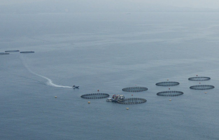 Spatial management for aquaculture planning: Defining needs for assisting countries