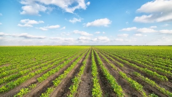 Agricoltura e alimentazione: nuova guerra del cibo?