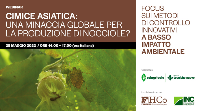 Cimice asiatica, una minaccia globale per la produzione di nocciole?