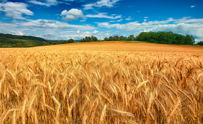 Bioliquidi e biocarburanti - Il sistema nazionale di certificazione per l'attestazione della sostenibilità