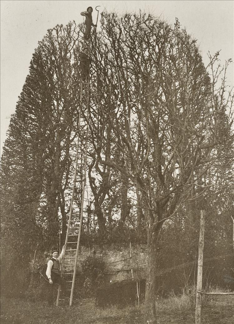 Bosco, Albero, Uomo