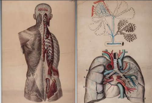 Le tavole didattiche storiche dell'Università degli Studi di Torino: un connubio tra arte e scienza