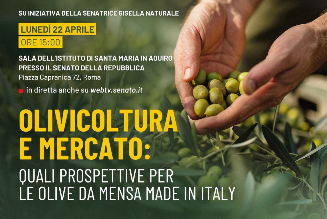 Olivicoltura e mercato – Quali prospettive per le olive da mensa Made in Italy