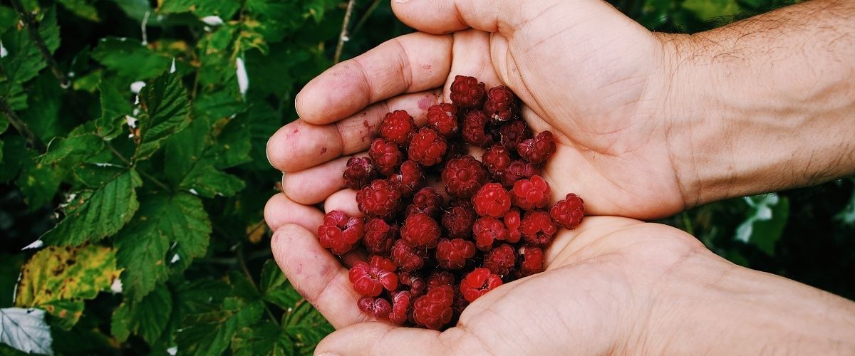 Corso per diventare Consulente per la certificazione biologica nel settore alimentare