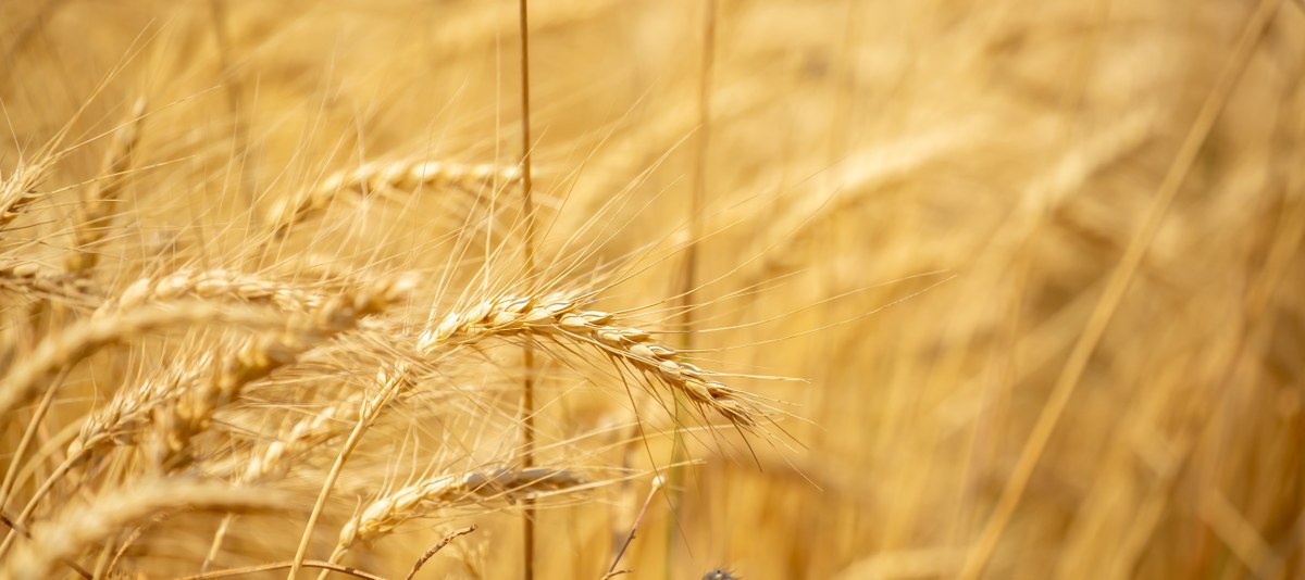 Congresso internazionale sul grano