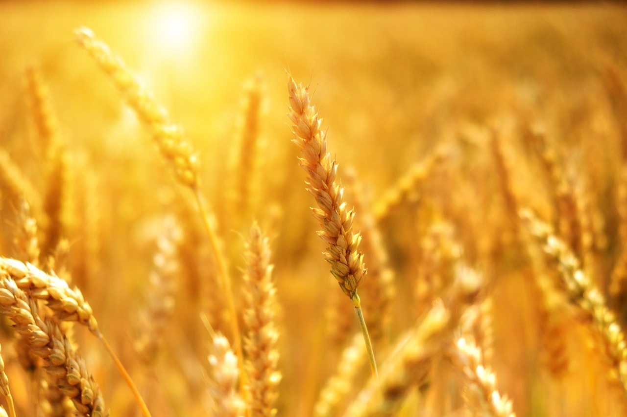 Il grano duro nelle Marche